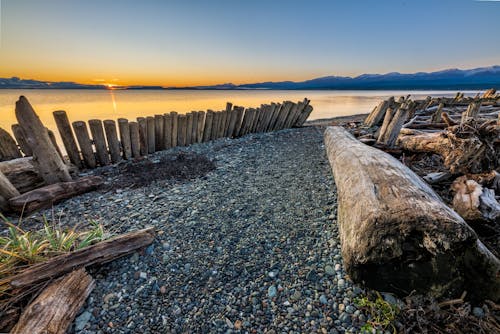 Brown Wooden Logs on the Shore