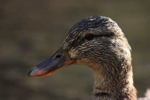 Free Detailed close-up of a mallard duck's head, showcasing plumage and natural features. Stock Photo