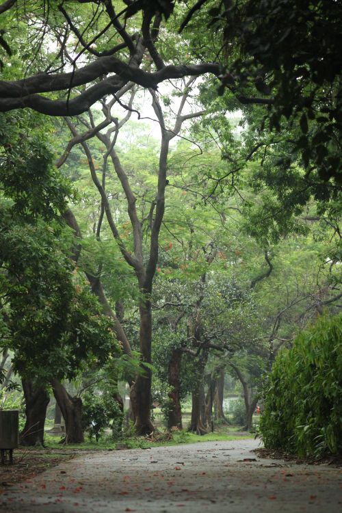 Free Serene park walkway surrounded by lush green trees, creating a tranquil summer environment. Stock Photo