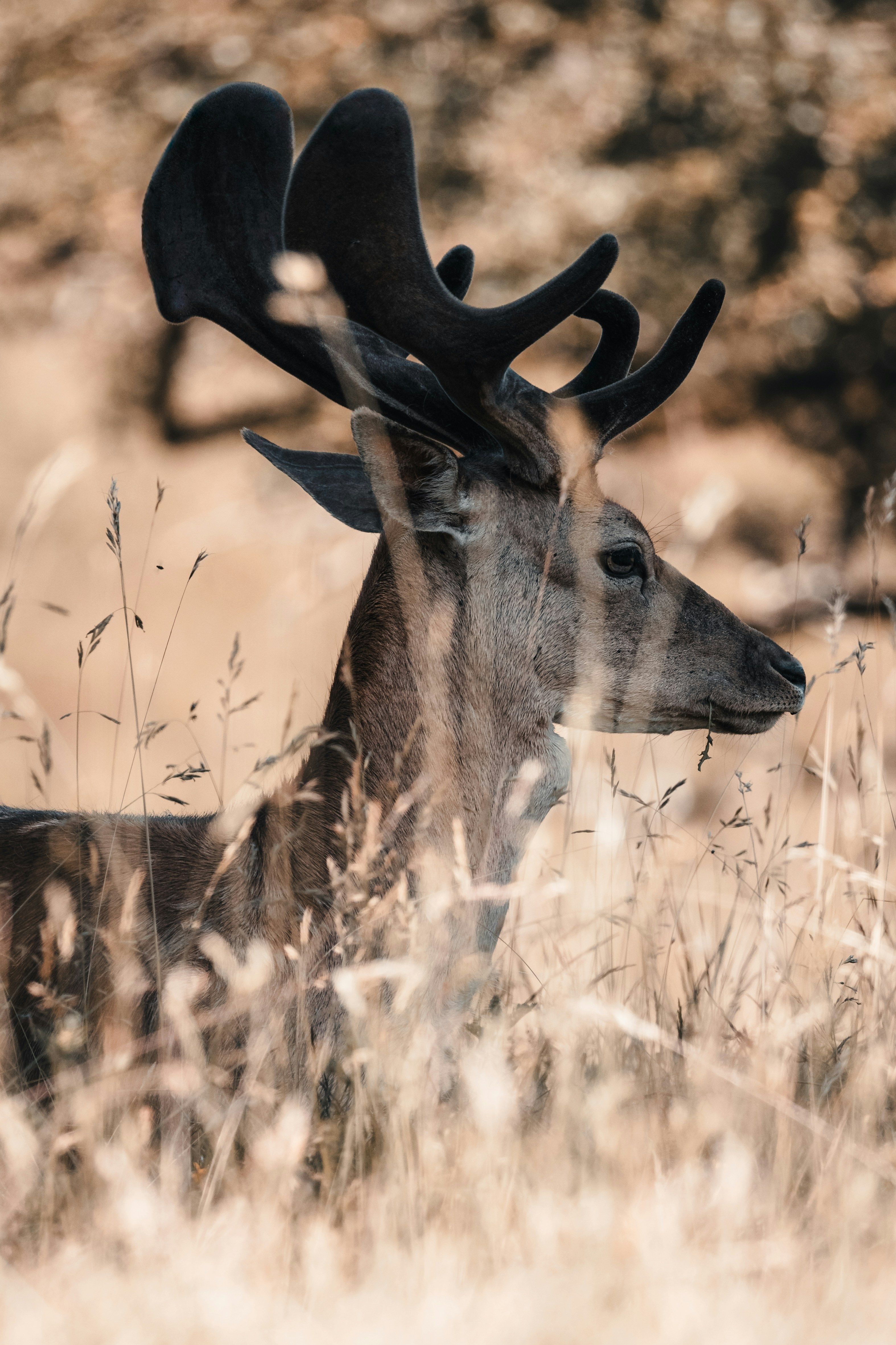 A deer with prominent antlers stands gracefully among tall grass in natural habitat.