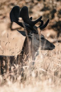 A deer with prominent antlers stands gracefully among tall grass in natural habitat.