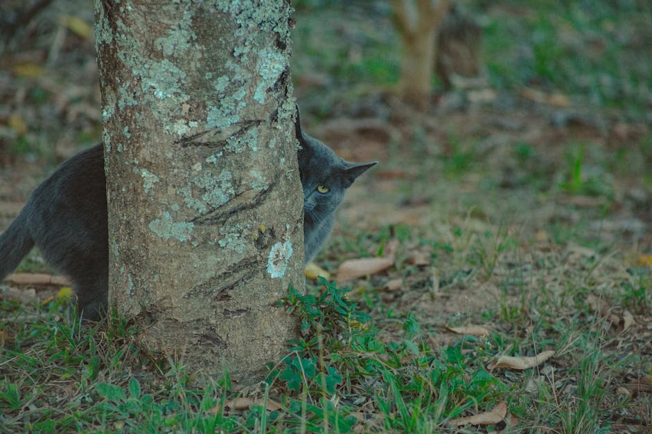 Photo of Cat Behind Tree · Free Stock Photo