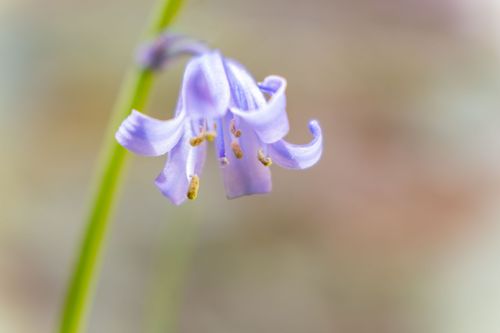 Free Macro shot capturing the delicate purple hues of a blooming bluebell flower against a soft, blurred background. Stock Photo