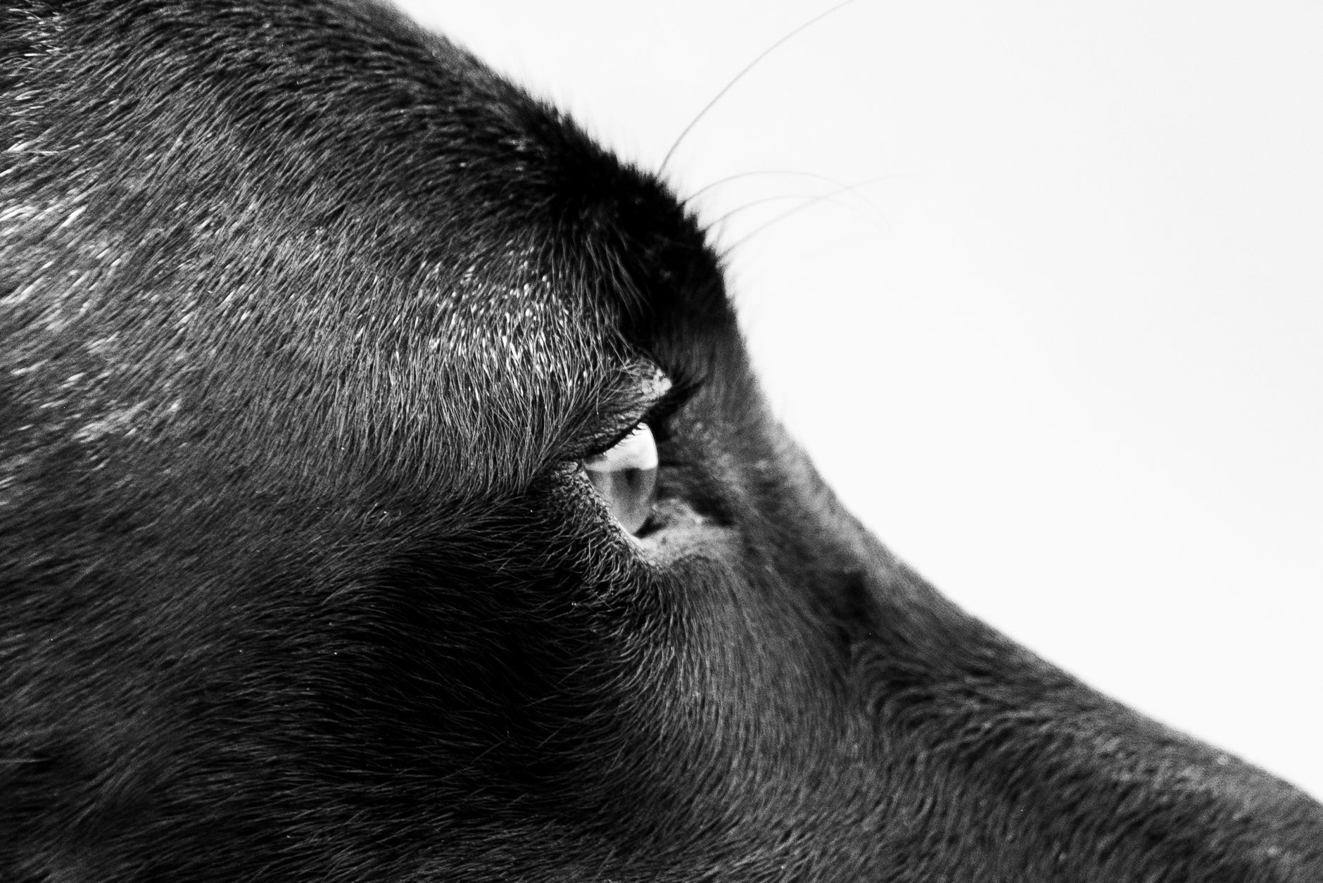Why Does My Dog Stare At Me? Decoding The Secret Canine Gaze