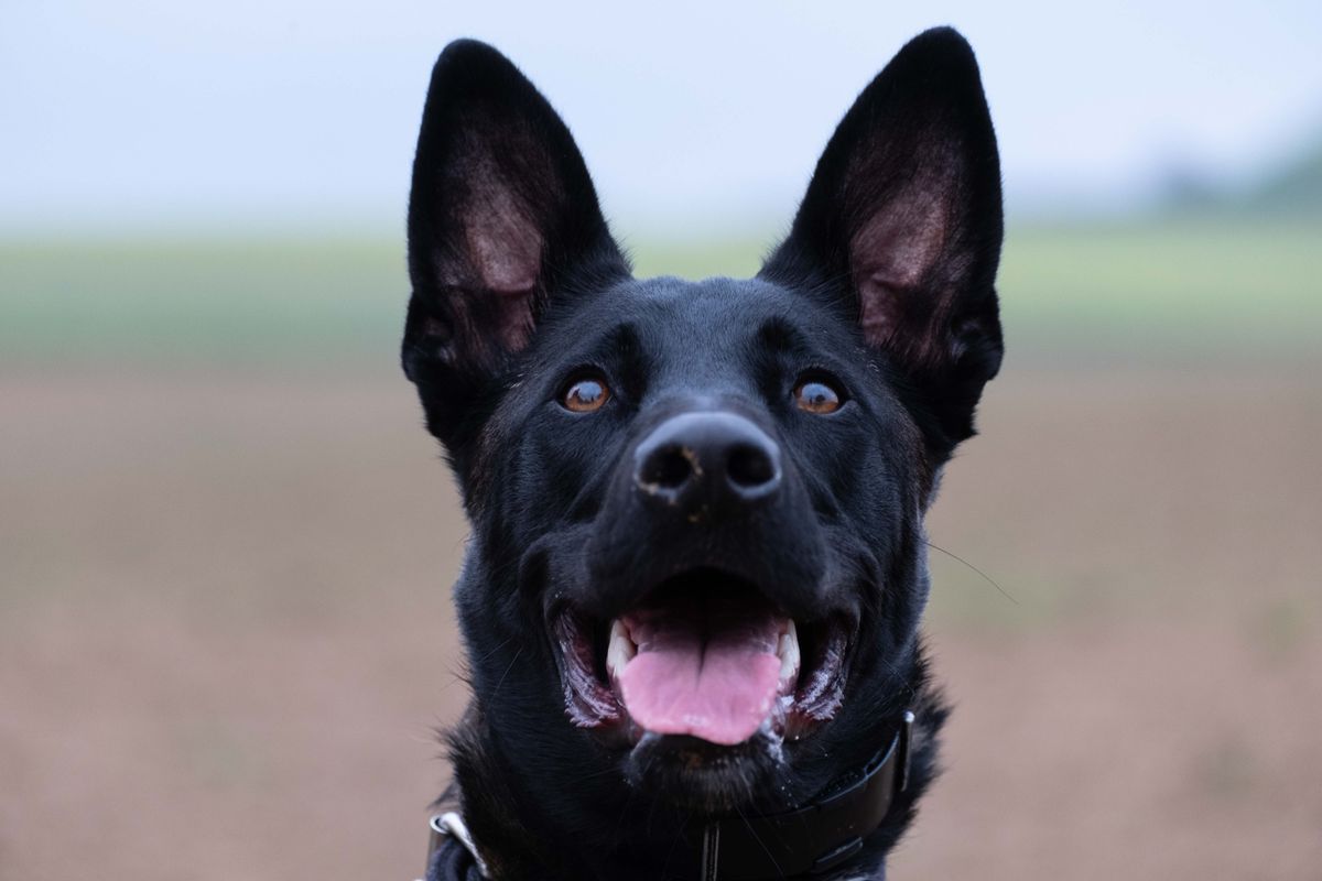 Chien de berger de Majorque - Santé du Ca de Bestiar et prévention vétérinaire