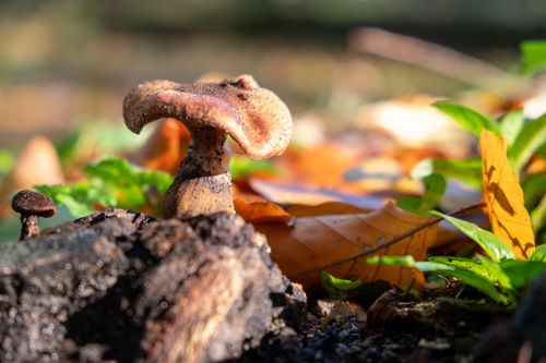 Free Detailed close-up of a wild mushroom amidst fallen leaves in a forest setting. Stock Photo