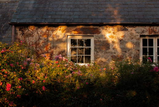 Sunlit stone cottage facade with blooming roses in a tranquil setting.
