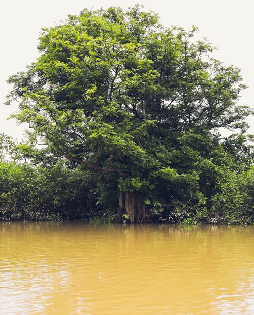 Free Scenic view of a large lush tree beside a muddy river in Bangladesh, capturing natural beauty and tranquility. Stock Photo