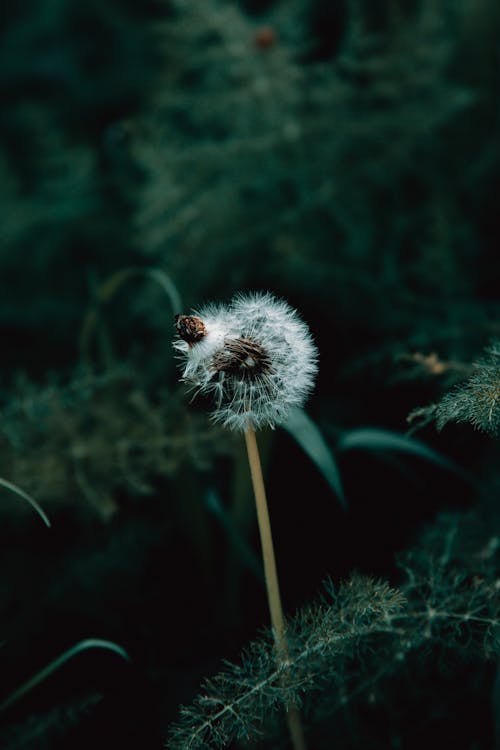 充滿活力, 微妙, 植物群 的 免費圖庫相片