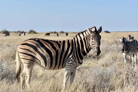 A group of zebras grazing in the open savanna of Namibia on a clear day.