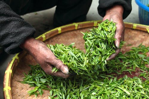 Imagine de stoc gratuită din a închide, frunze de ceai, ingrediente