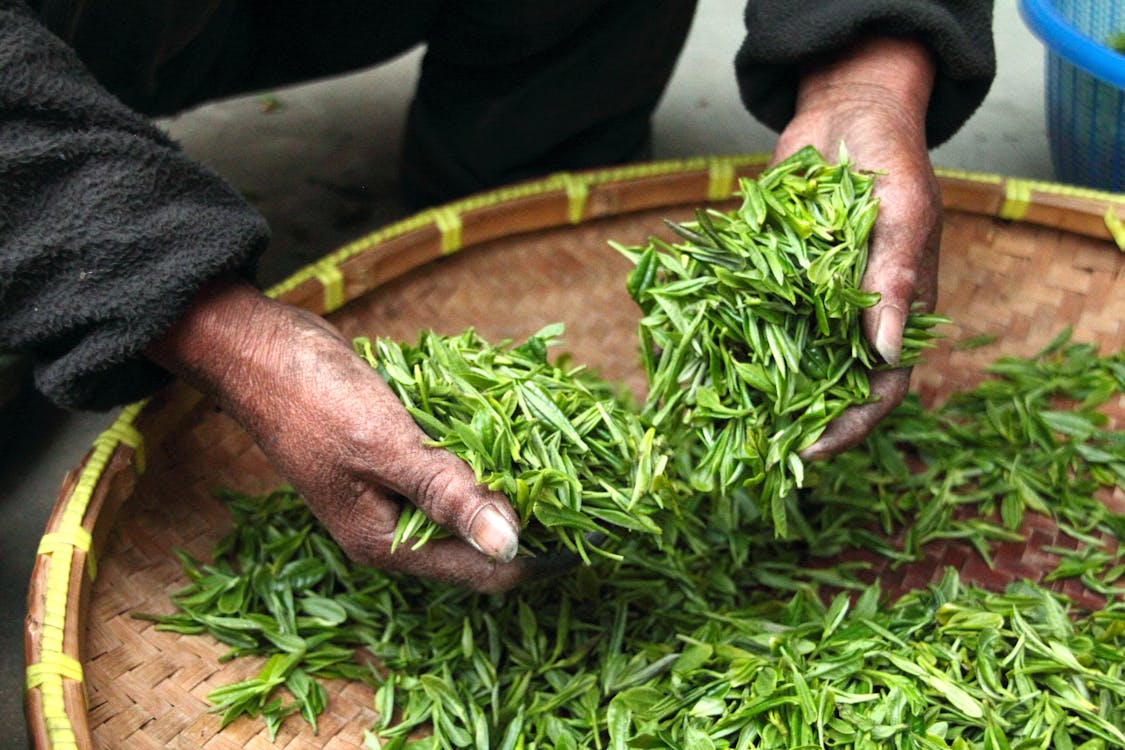 Free Hands carefully selecting fresh green tea leaves in a traditional bamboo basket. Stock Photo