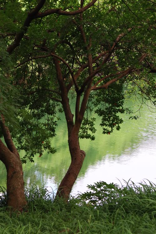 Free Lush trees reflecting on a calm river create a peaceful natural scene. Stock Photo