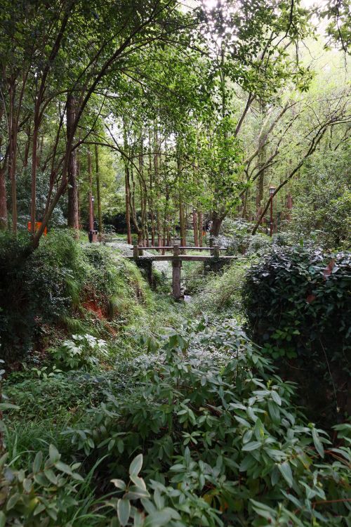 Free Serene view of a wooded area with a small wooden bridge amidst lush greenery. Stock Photo