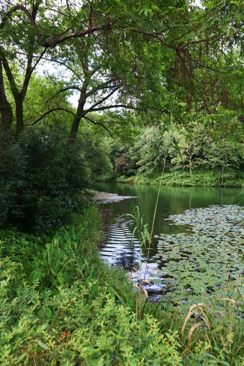 Free Tranquil forest pond surrounded by lush greenery and trees, perfect nature scene. Stock Photo