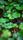 green leaves