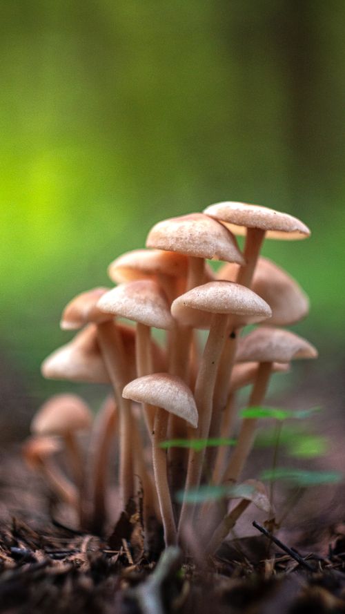 Free Close-up of wild mushrooms in a serene forest setting with natural light. Stock Photo