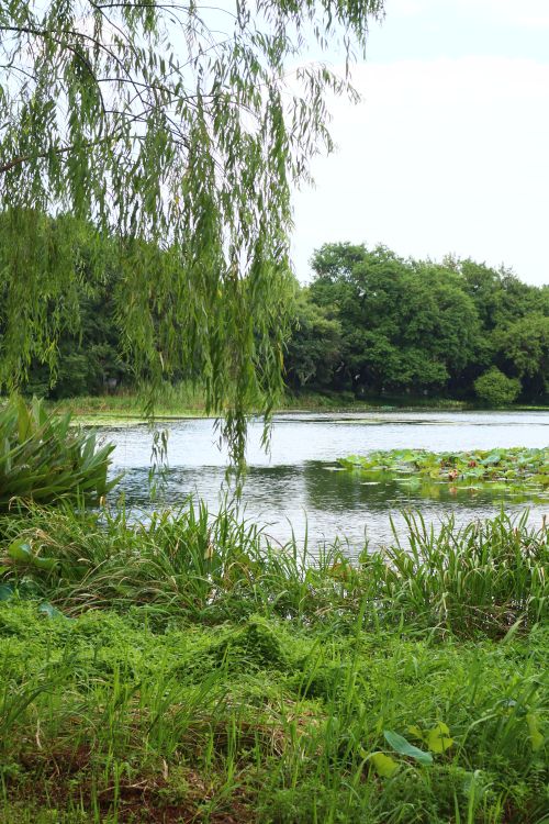 Free Serene riverbank surrounded by lush vegetation and tranquil waters, perfect for nature lovers. Stock Photo