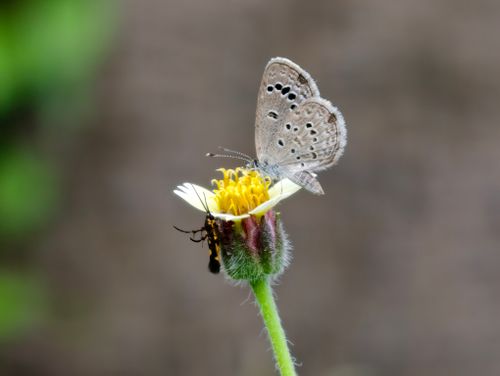 Free A detailed macro shot of a blue butterfly resting on a yellow flower, showcasing its delicate wings and natural texture. Stock Photo