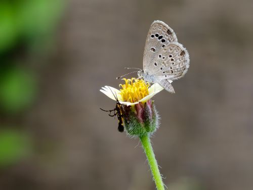 Free Detailed macro shot of a butterfly resting on a flower alongside a beetle. Stock Photo