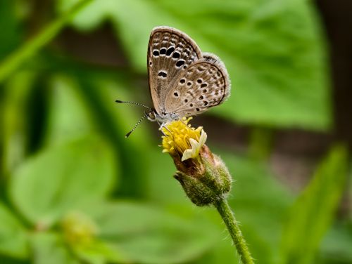 Free Macro shot of a Lycaenidae butterfly perched on a flower, showcasing intricate wing patterns amidst lush greenery. Stock Photo