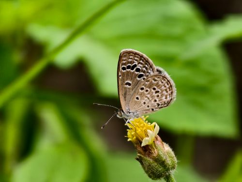 Free A detailed shot of a butterfly perched on a yellow flower with green foliage background. Stock Photo