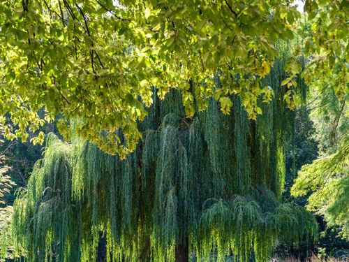 Free Serene garden scene with vibrant foliage and a majestic weeping willow tree, capturing nature's tranquility. Stock Photo