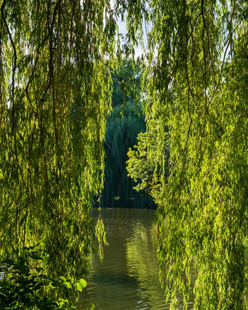 Free Lush willow trees framing a calm lake scene, capturing the essence of peaceful nature. Stock Photo