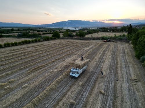 Free Aerial view of hay bales being loaded onto a truck in a field at sunset, Denizli, Türkiye. Stock Photo