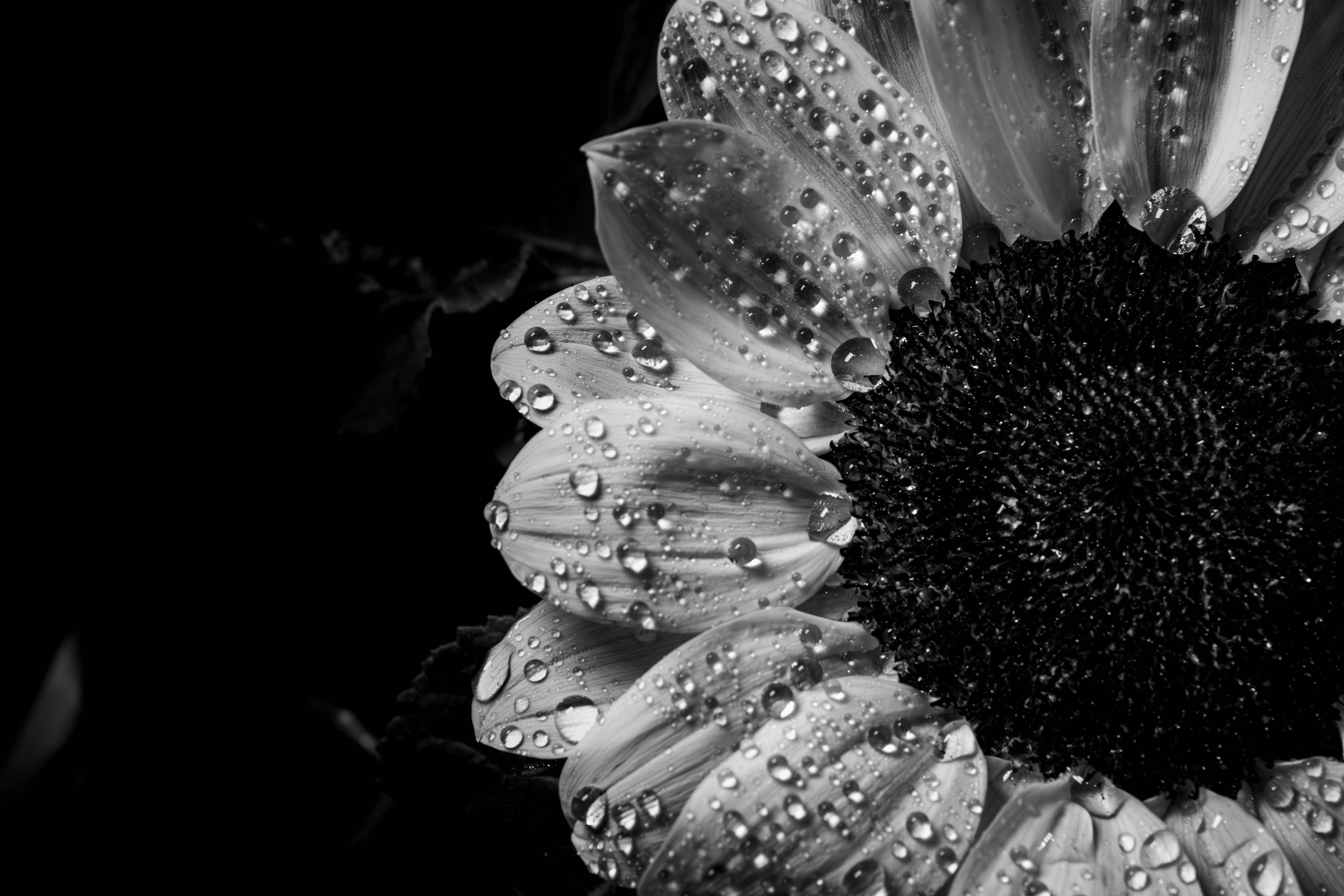 Fotografia macro artística de pétalas de girassol cobertas de orvalho, destacando a textura.