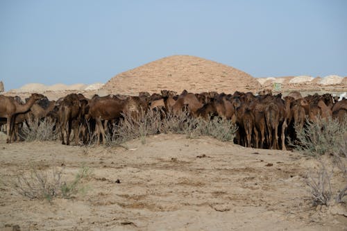 Free stock photo of animals, art, camels Stock Photo