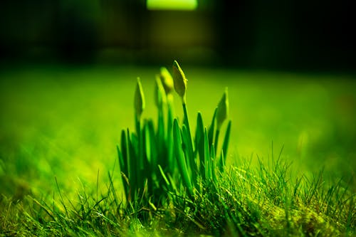 Free Green Plant In Close Up Photography Stock Photo
