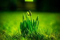 Green Plant In Close Up Photography