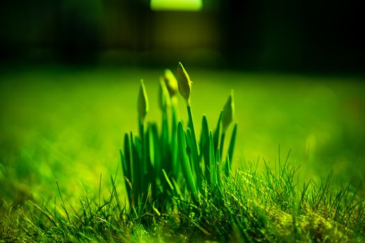 fresh young green grass