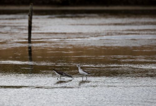 Free Two birds wading in calm water capturing a serene nature moment. Stock Photo