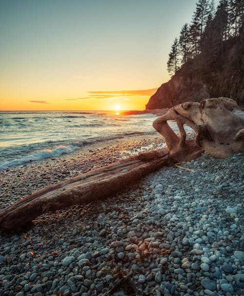 Driftwood on Seashore during Sunset