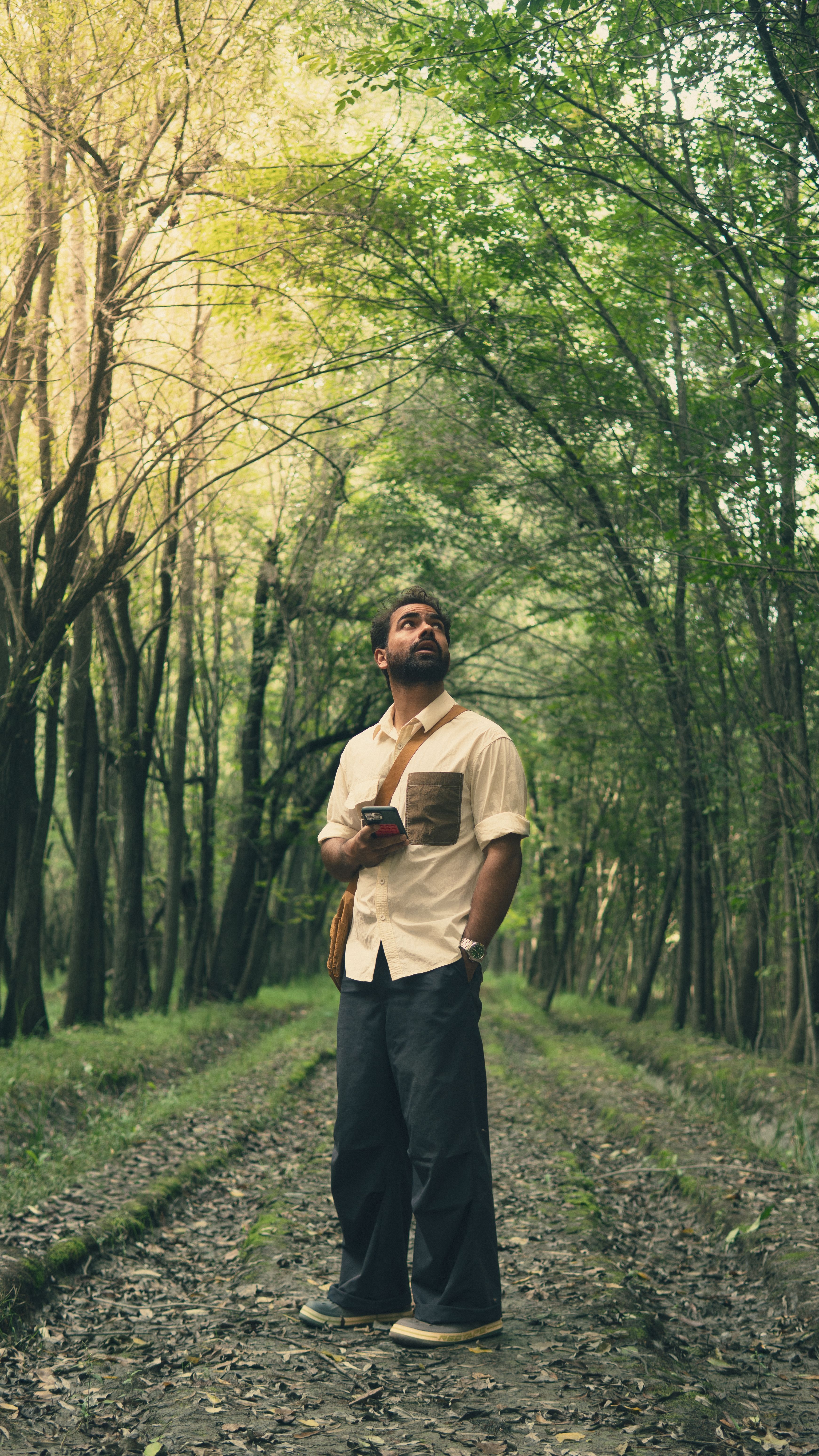 A man gazes at the treetops while walking along a peaceful forest pathway on a calm day.
