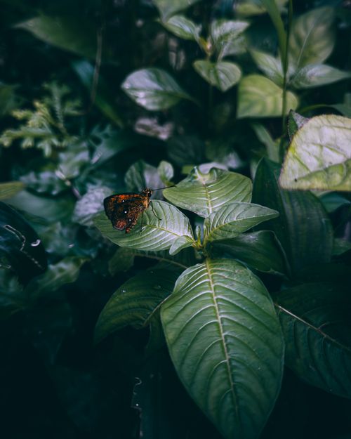 Free A vibrant butterfly perched on lush green foliage in Idukki, India, showcasing nature's tranquility. Stock Photo