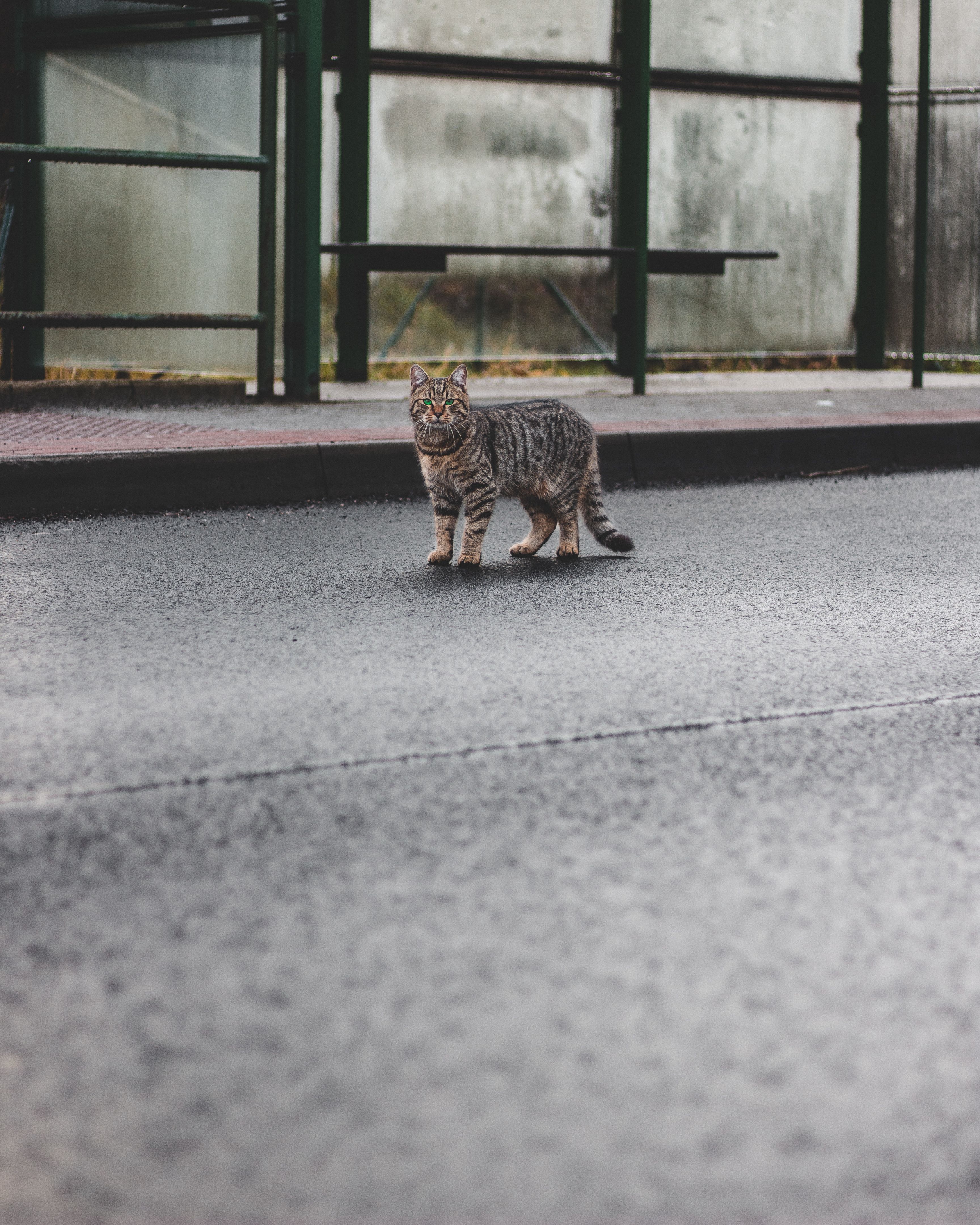 捷克城市利贝雷茨的一个雨天，一只虎斑猫出现在街头