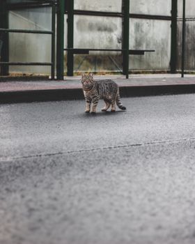 捷克城市利贝雷茨的一个雨天，一只虎斑猫出现在街头