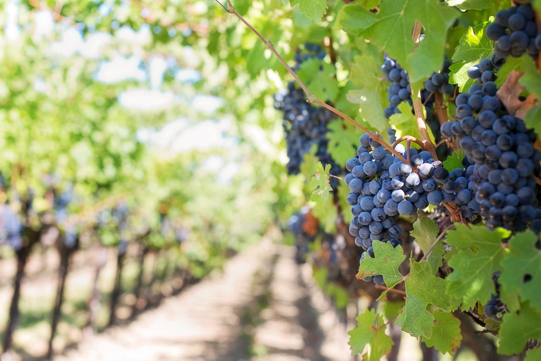 Vineyard rows at dusk