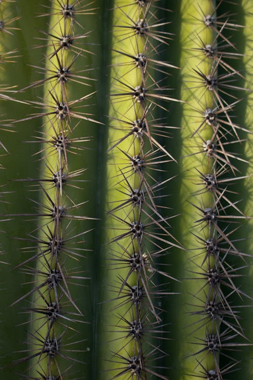 Green Cactus In Close Up Photography