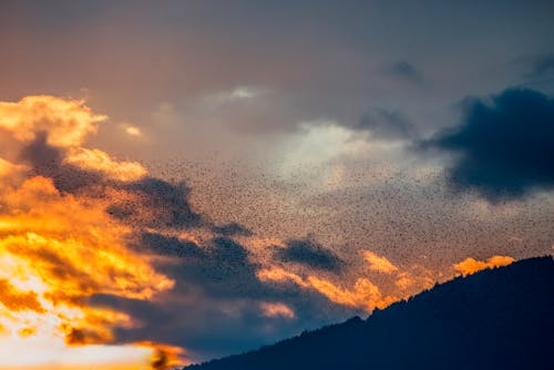 Birds Flying in the Sky