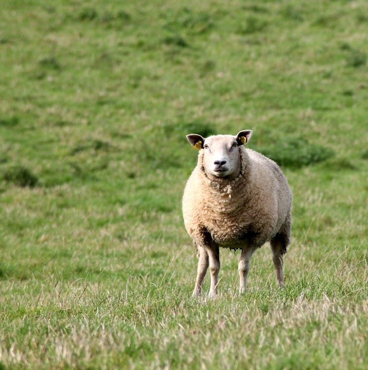 бесплатная Коричневая овца на поле зеленой травы Стоковое фото