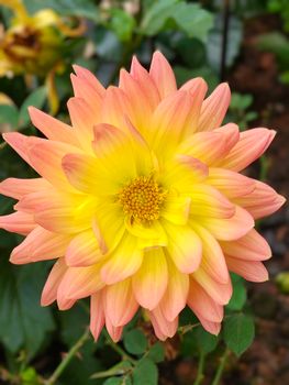 Bright yellow and pink dahlia flower in a garden, showcasing vibrant petals and natural beauty.