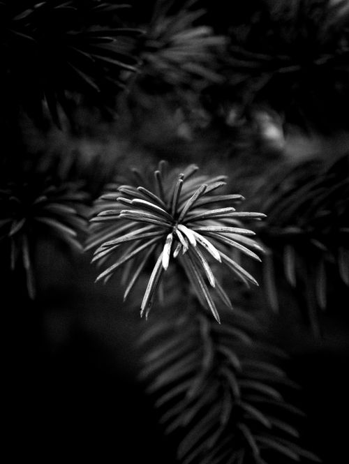 Free Artistic black and white close-up of pine needles with moody lighting. Stock Photo