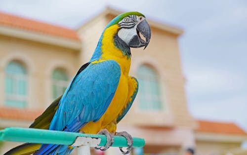 Blue Yellow and Green Macaw