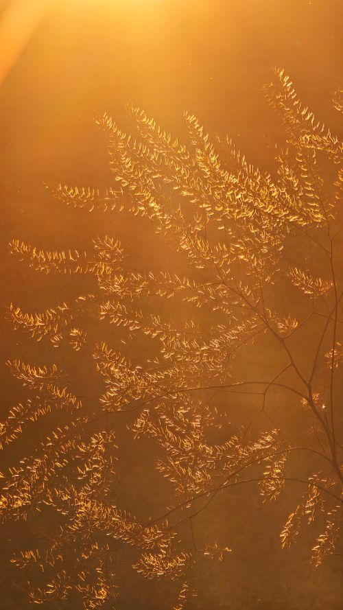 Free Delicate branches illuminated by warm sunlight, creating a serene and golden ambiance. Stock Photo