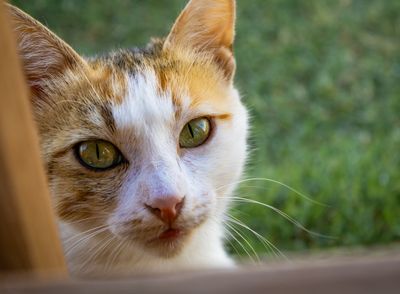 My Cat Spent Every Day Chattering at Birds Through the Glass. Here's How I Finally Took Her Outside Safely
