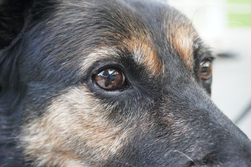 Free stock photo of brown eyes, dog, dog eyes Stock Photo